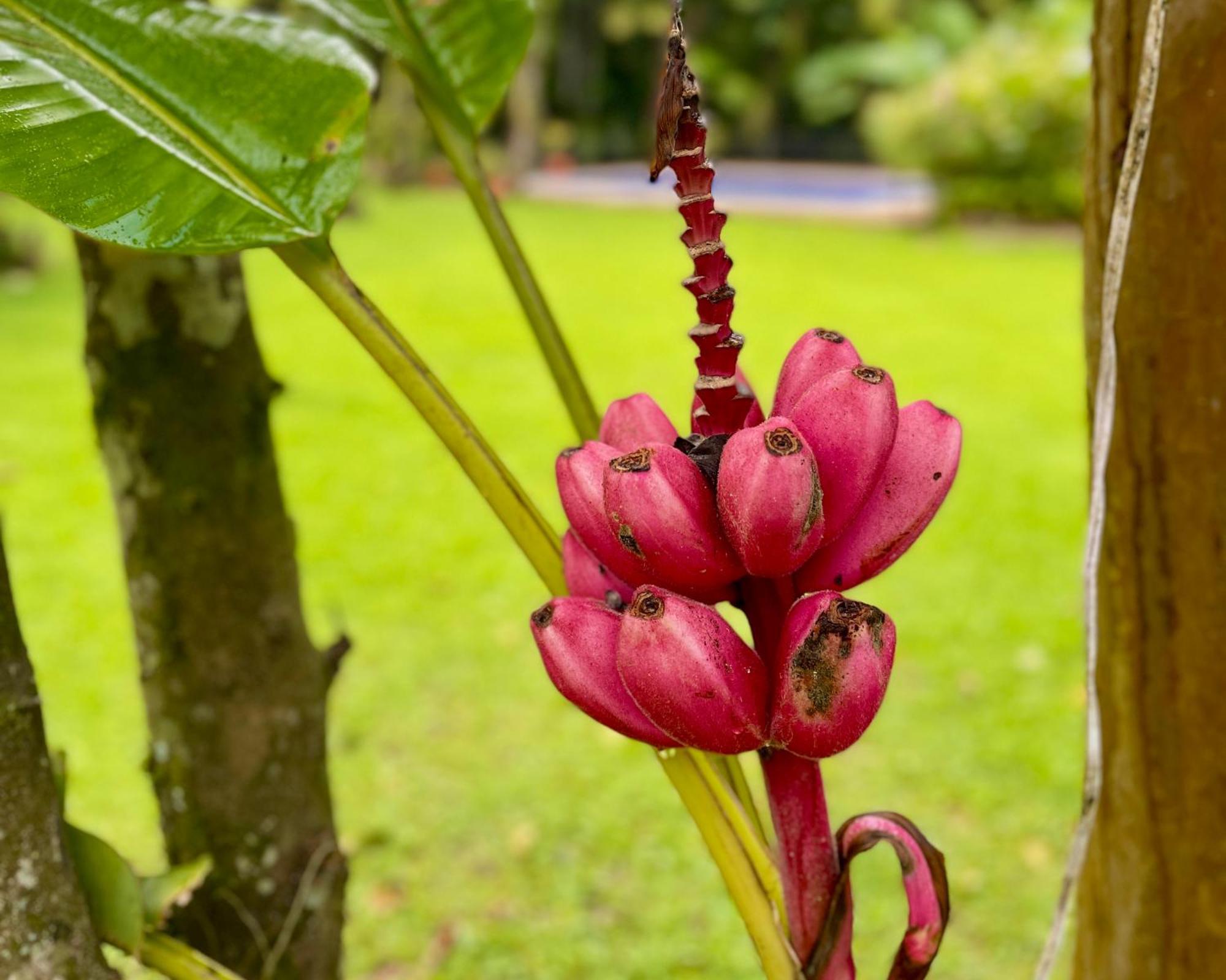 Villa Casa Park Parati Esterno foto